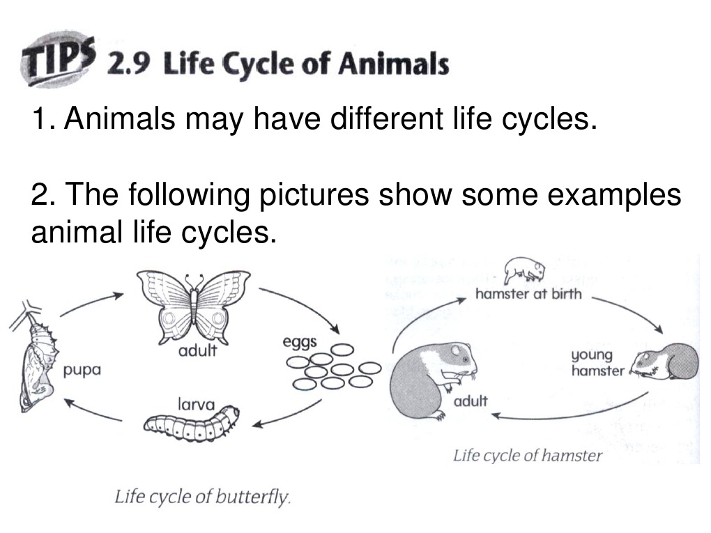 Life Cycle | PDF