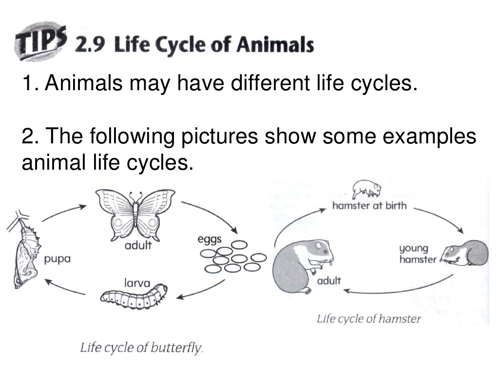 Life Cycle