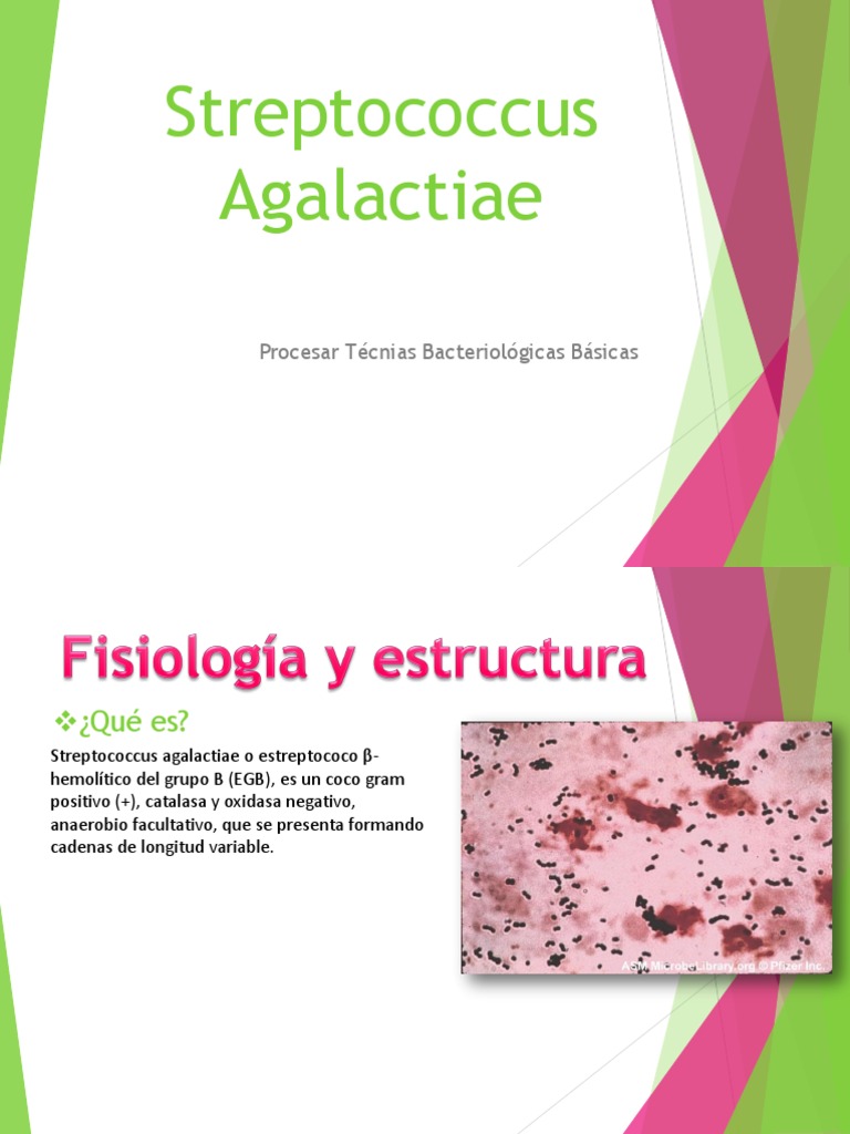 Streptococcus Agalactiae Estreptococo Inmunología