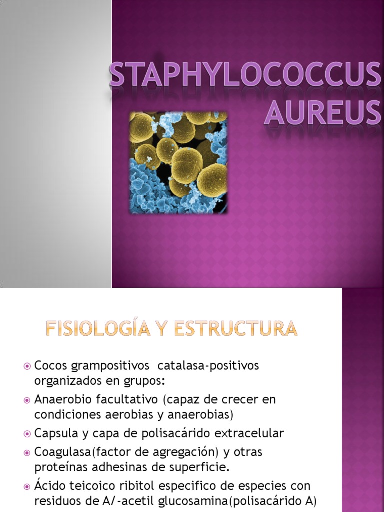 Staphylococcus Aureus Staphylococcus Aureus Estafilococo