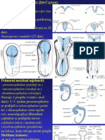 Embriologija - Razvoj Nervnog Sistema