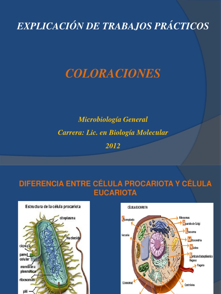 Coloraciones Simple y Diferenciales | PDF | Bacterias Gram Positivas ...