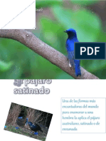 Pajaro Satinado