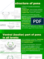 Internal Structure of Pons: 1-Lower Level 2-Mid-Level: 3-Upper Level