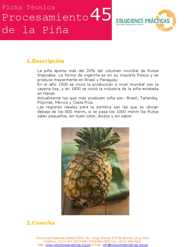 Proceso y Cosecha de la Piña | PDF | Piña | Aluminio