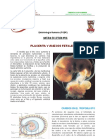 Placenta 20