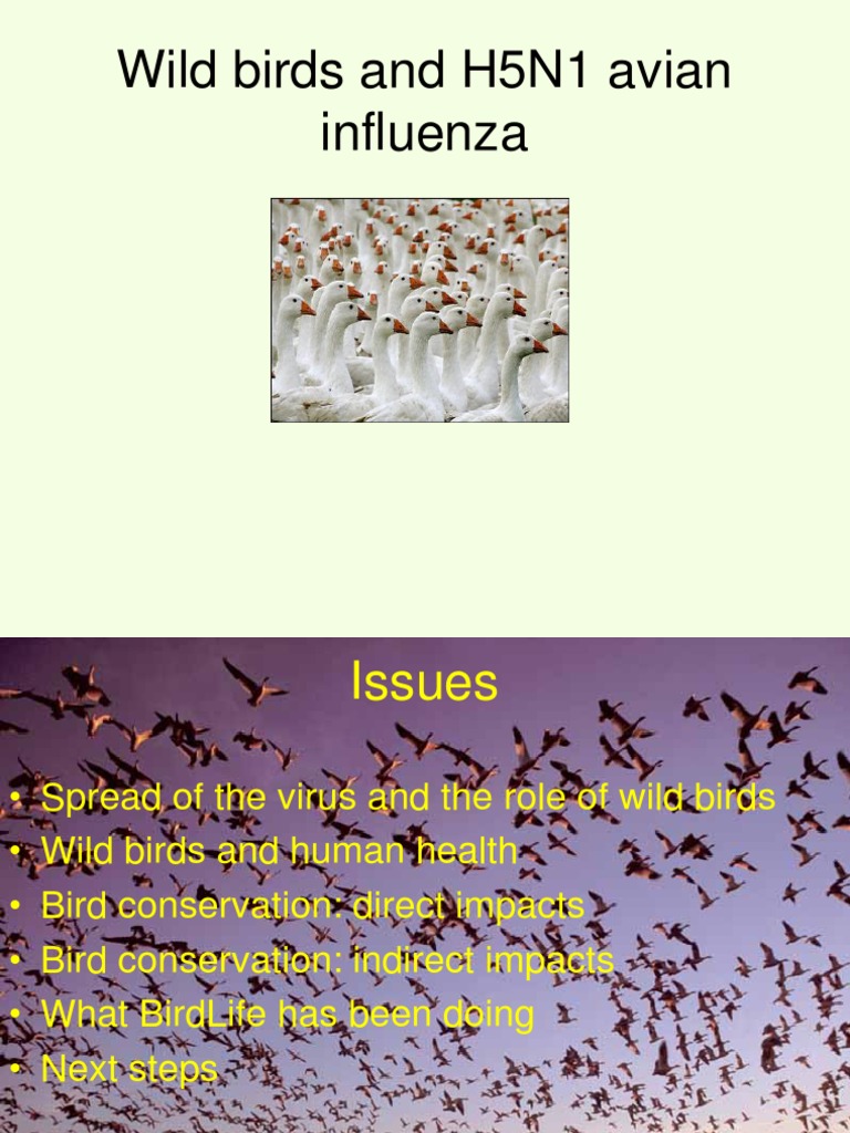 Wild Birds and H5N1 Avian Influenza: An Update | PDF | Influenza A ...