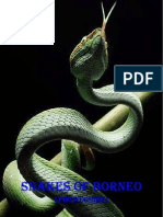 Snakes of Borneo