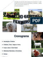 Seminário - Sistema Genital Feminino