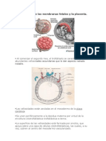 Desarrollo de Las Membranas Fetales y La Placenta