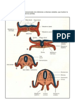 Desarrollo osteo-muscular