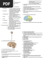 Sistema Nervioso Del Hombre Practica