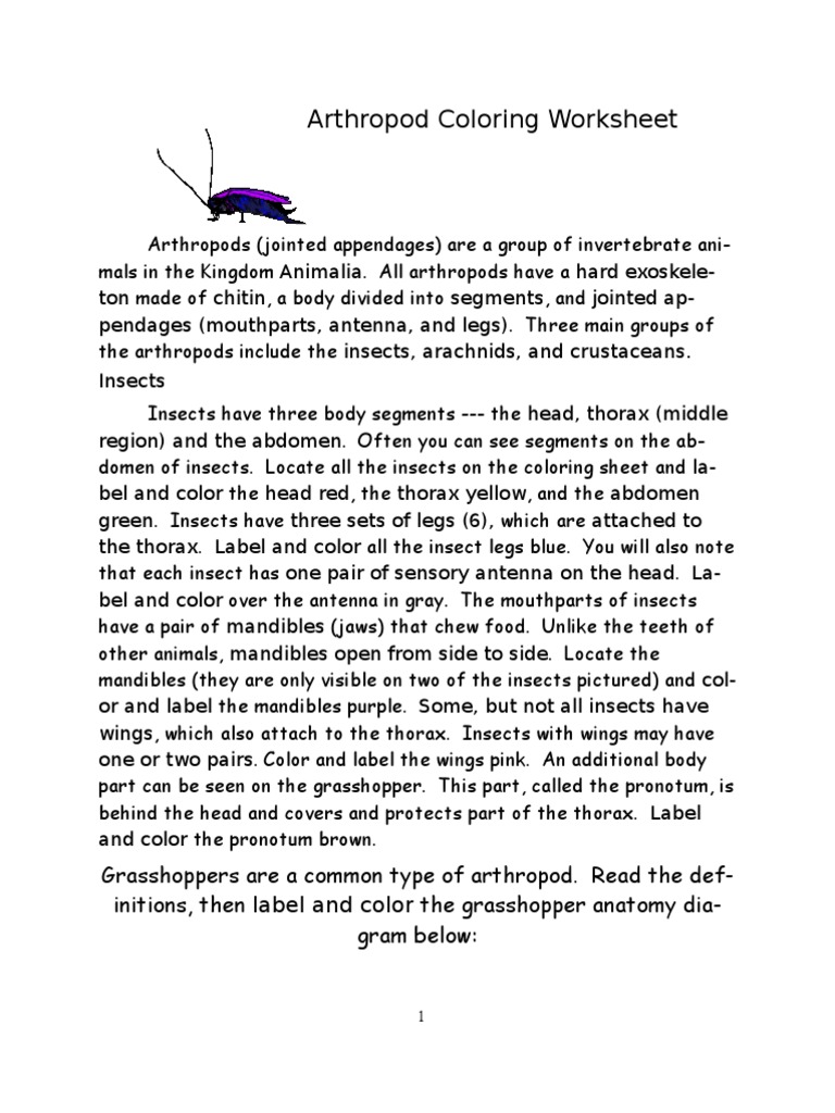 worksheet Arthropod Worksheet arthropod coloring sheet