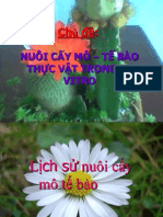 Nuôi cấy mô