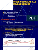 Fiziologia Neuronului