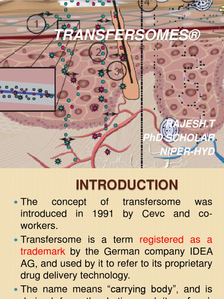 Transfersomes PDF Cell Membrane Epidermis