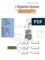 Exercise Digestive System PDF