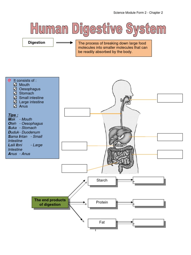 Exercise Digestive System PDF  PDF  Digestion  Human Digestive Intended For Human Digestive System Worksheet