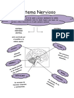 Sistema Nervioso