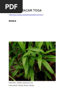 Download Macam Macam Toga by donandreano SN117343693 doc pdf