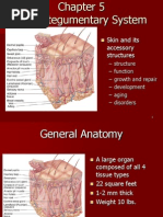 Chapter 5 Integumentary System