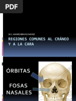 puntos cefalometricos