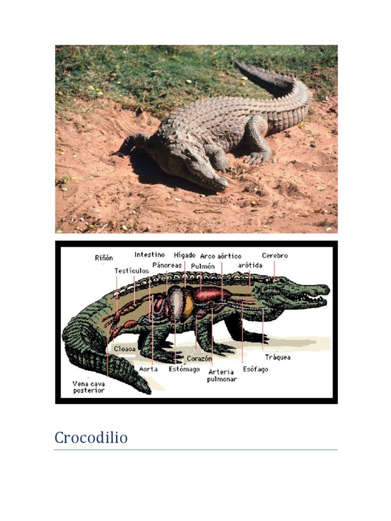 Croc Odilia | PDF | Sistema digestivo humano | Digestión