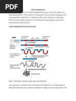 Gene Expression