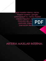 Arteria Maxilar Interna