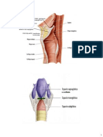 Anatomía Del Cuello Parte 4