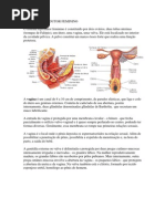 Sistema Reprodutor Feminino