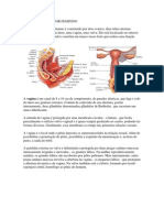 Sistema reprodutivo feminino