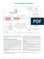 Bacteria - Classification & Structure