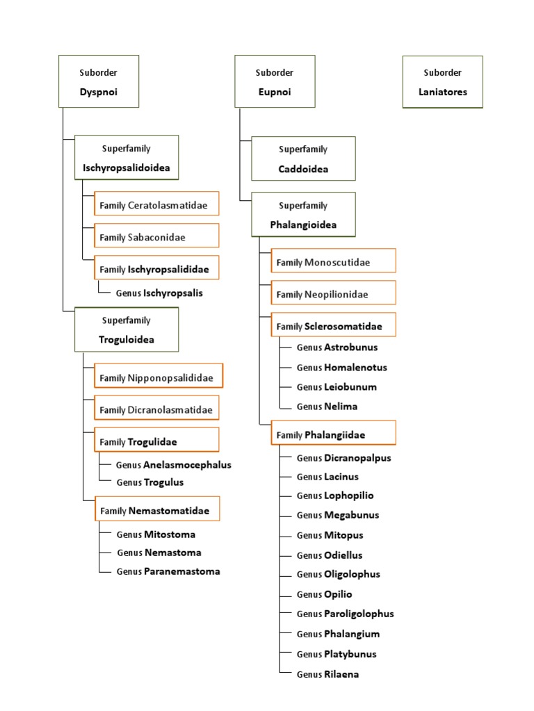 Overview of Opiliones Taxonomy | PDF
