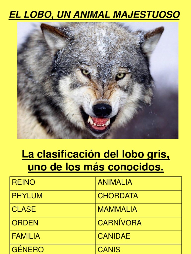 El Lobo, Un Animal Majestuoso | PDF | Lobo gris | Naturaleza, image size:768x1024