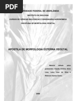 Biologia Morfologia Vegetal Raiz