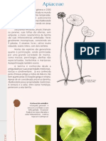 PFRD 1999 Apiaceae PDF