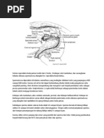 Download sistem reproduksi kuda jantan by Winhardi Iwin Anwi SN118218951 doc pdf