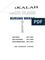 Burung Merak