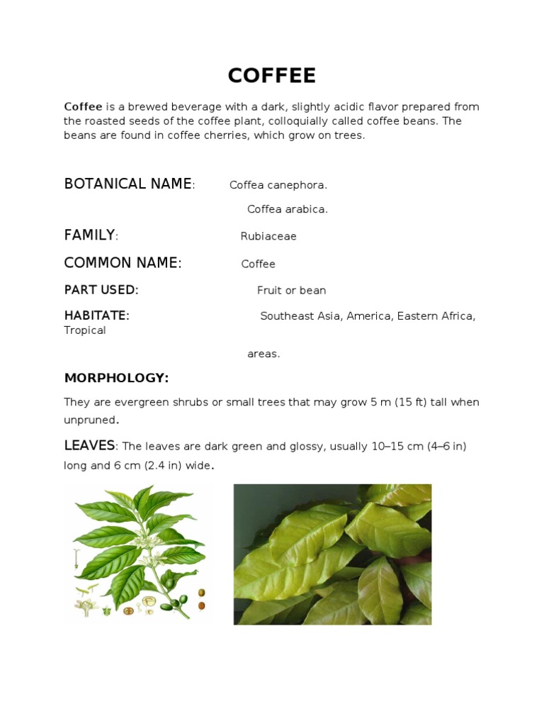 flash plant Caladium