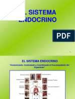 sistema endocrino