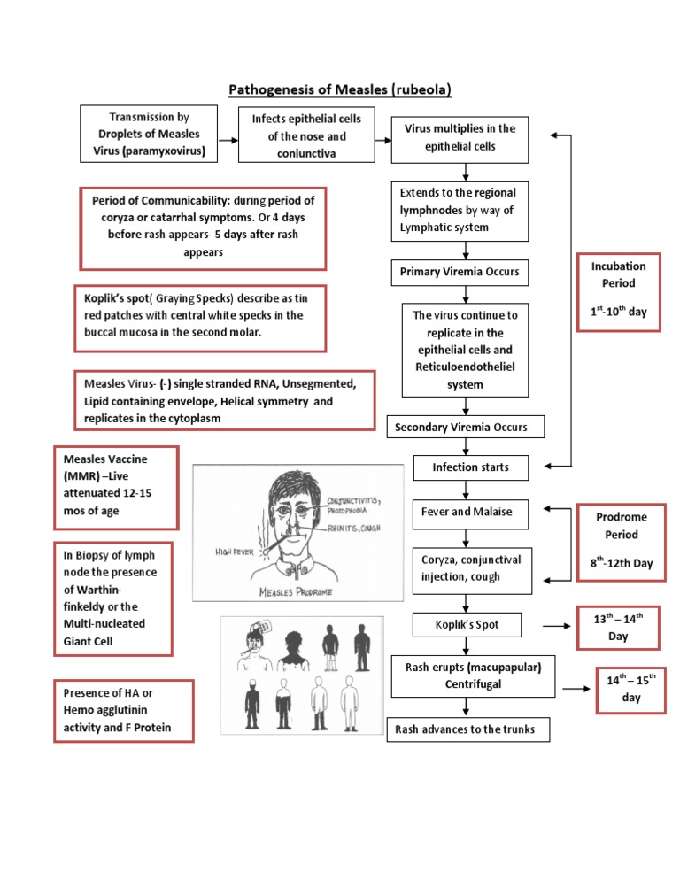 Pathogenesis of Measles
