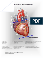 cardiac anatomy chart