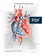 cardiac anatomy chart