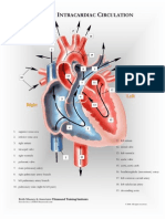 cardiac anatomy charts to help students understand the basic anatomy