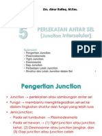 Biokedokteran Junction Sel