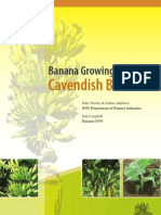 Banana Growing Guide
Cavendish Bananas