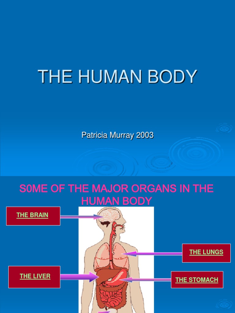 An Overview of the Major Organs in the Human Body and Their Functions ...