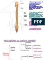 Sistema Nervioso