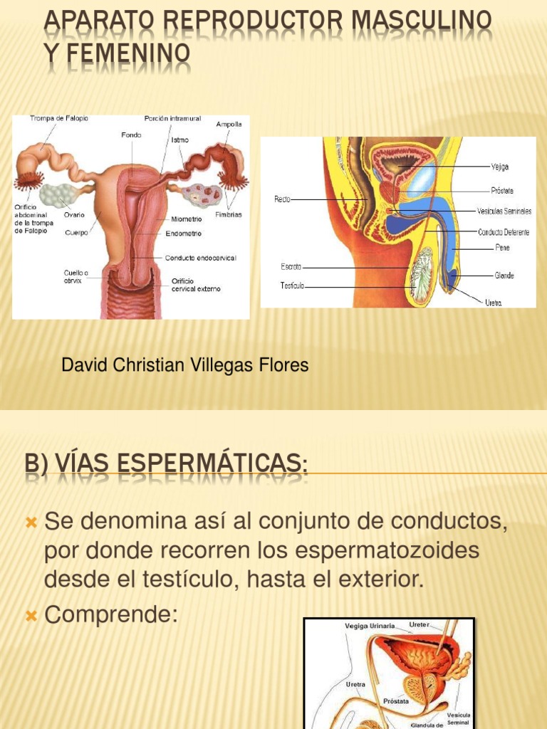 Aparato Reproductor Masculino y Femenino Semen Testículo